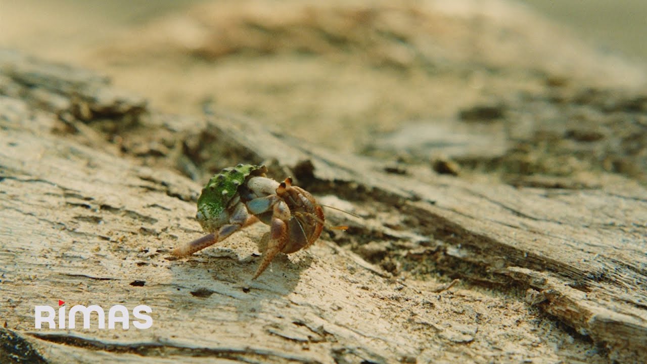 BAD BUNNY ft. Chuwi – WELTiTA (Video Oficial) | DeBÍ TiRAR MáS FOToS